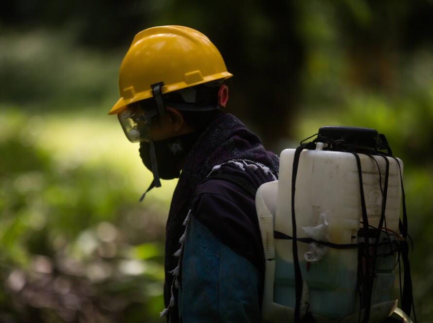 Trabajador cortero con casco amarillo y maleta de fumigación de palma en Indonesia